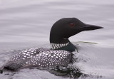 Itasca Loon 4.jpg