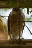 Coopers Hawk eyeing the birds in my aviary