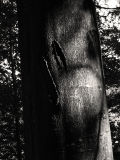Bark II (DSCF0164ls10d.jpg)