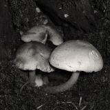 Mushroom IV (DSCF0165w10d.jpg)