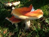 Mushroon VII (DSCF0219d.jpg)