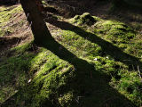 Late Light (DSCF0231w130d.jpg)