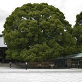 Meiji Jingu Prayer Tree (_DSC0973.jpg)