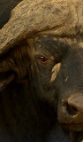 Buffalo Eyes copy.JPG