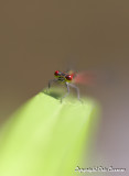 La libellule Symptre rouge-sang     ( best in original size )