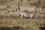 Serengeti 160