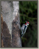 yellow bellied sapsucker