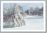 Goat Island Trees, Niagara Falls , NY