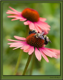 Bumble Bees.jpg