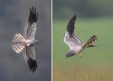 Montagu's harrier, Montricher, Switzerland, May 2013