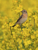 Whinchat (saxicola rubetra), Saint-Saphorin sur Morges, Switzerland, May 2013