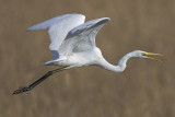 Great white egret, Fanel, Switzerland, November 2006