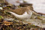 Common sandpiper, Prverenges, Switzerland, May 2007