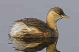 Little grebe, Champ-Pittet, Switzerland, October 2006