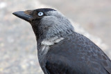 Jackdaw  (corvus monedula monedula/soemmerringii), Helsinki, Finland, July 2006