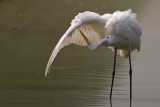 Great white egret, Chavornay, Switzerland, September 2006