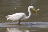 Great white egret, Chavornay, Switzerland, September 2006