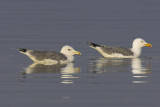 Caspian gull (larus cachinnans), Chevroux, Switzerland, November 2006