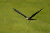 Marsh harrier, Fanel, Switzerland, October 2004