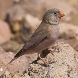 Trumpeter finch, MHamid, Morocco, February 2007