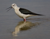 Black-winged stilt (himantopus himantopus), Santa Pola, Spain, June 2007