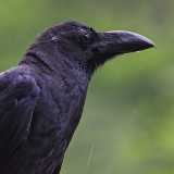 Jungle crow (large-billed crow, corvus macrorhynchos) ѻ