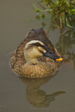 Spot-billed duck (Anas poecilorhyncha) Ѽ