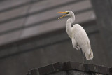 Great white egret (Ardea alba) ´ó°×ðØ