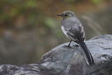 Black-backed wagtail (motacilla (alba) lugens), Kyoto, Japan, July 2007