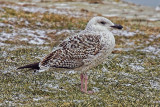 Greater black-backed gull (larus marinus), Portalban, Switzerland, January 2006