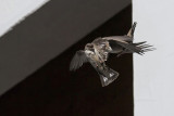 Crag martin, Ernen, Switzerland, August 2007