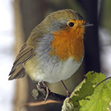 Robin, Echandens, Switzerland, November 2005