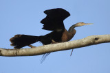 Anhinga, Lago Sandoval, Peru, February 2006