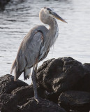 Great blue heron, Isla Floreana (Galapagos), Ecuador, March 2006