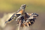 Brambling, Echandens, Switzerland, October 2007