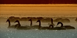 Trumpeter Swans at Sunset