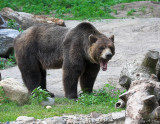 March 19, 2007: Bear