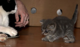 March 26, 2007: Kitten