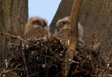 April 14, 2007: Great Horned Owl Young