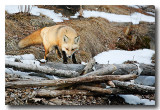It must be the thick winter coat!! Wow!!!