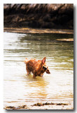 This doggie is making the rounds at the beach.