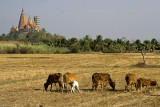 Country view-Kanchanaburi