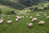 flock of sheep;often to see in Sicily