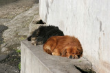 Siesta in the sun