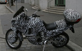 Moto Zebra,Vienna