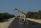 priority for giraffe,Namibia