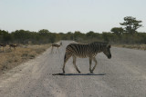 in Etosha NP,Namibia