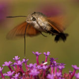 Hummingbird Hawk-moth_DSC3401 sRGB-01.jpg