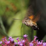 Hummingbird Hawk-moth_DSC3434 sRGB-01.jpg