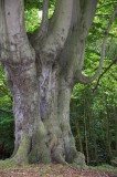 Epping Forest, Aug 2007 _DSC8334  sRGB-01.jpg